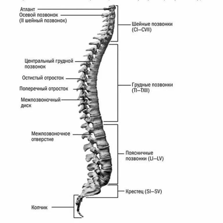 Верную последовательность расположения отделов позвоночника. Анатомия позвоночного столба человека. Строение позвоночника человека его отделы. Позвоночник и Позвоночный столб строение. Сегменты позвоночника иннервация.