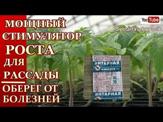 Янтарная кислота для томатов таблетках. Янтарная кислота для растений и рассады. Янтарная кислота для рассады томатов. Подкормка рассады янтарной кислотой.