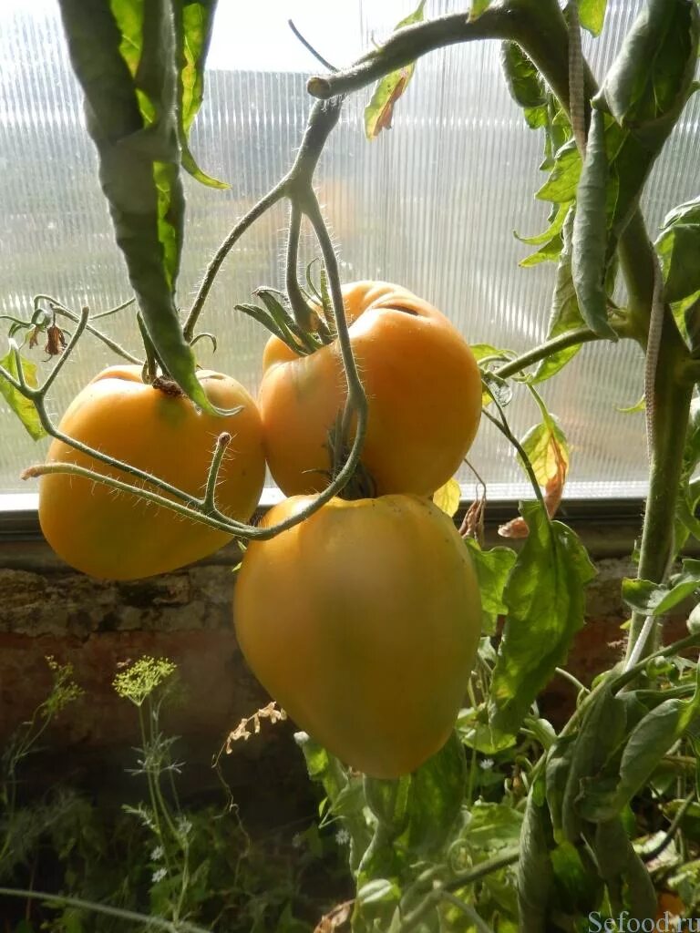 томат золотые купола сибирский сад. семена томат золотые купола. томат золотые купола описание отзывы. сорт помидор золотые купола. сорт помидор золотые купола.