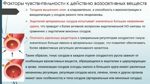 Толщина мышечного слоя является наибольшей в