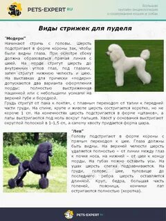 Пудель описание