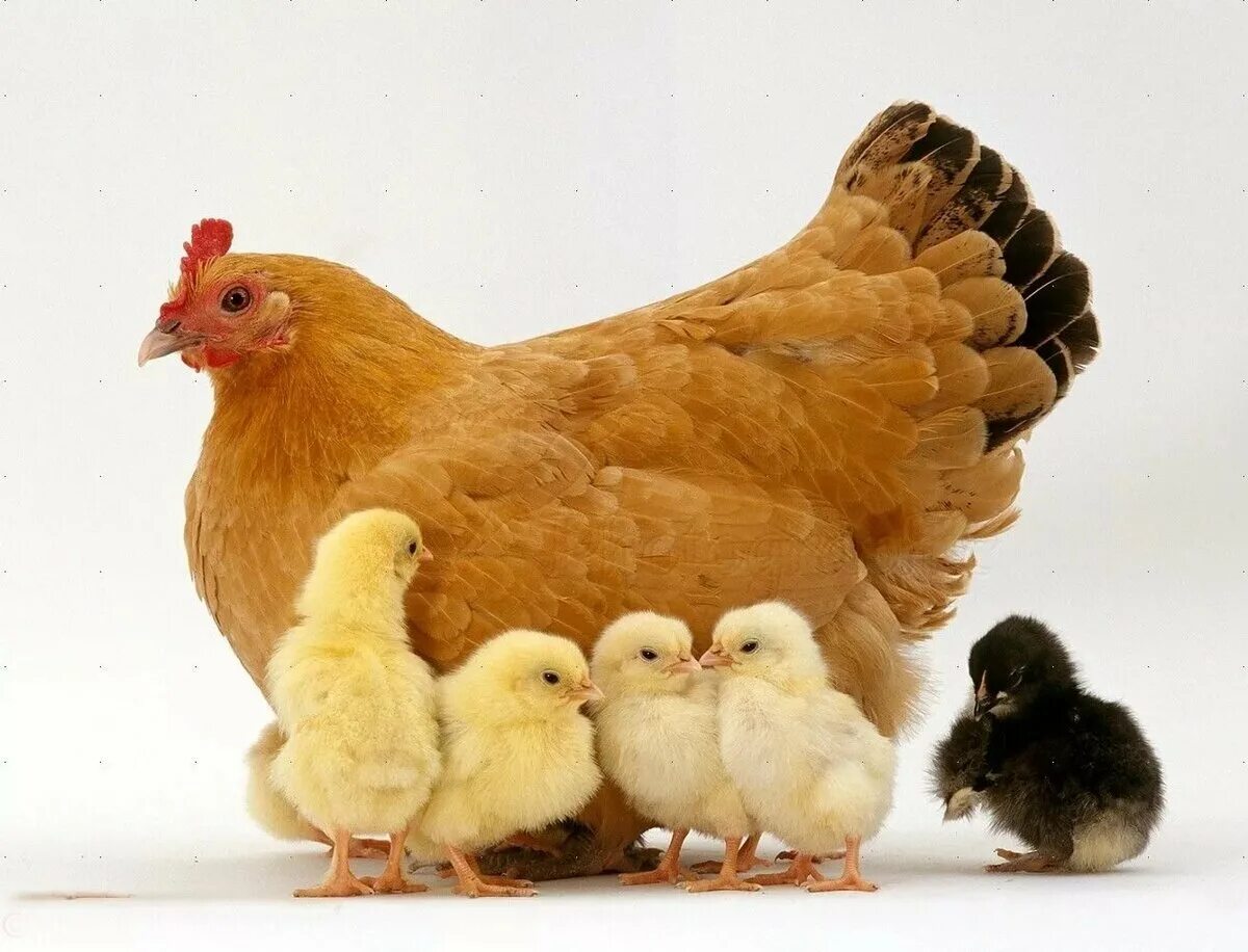 Куры это домашние животные. Курица с цыплятами. Курочка с цыплятами. Курица для детей. Домашние животные курица.