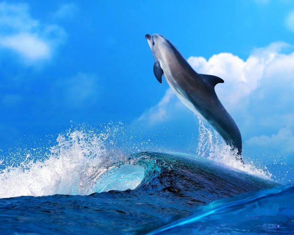 Дельфины в море. Красивые дельфины. Дельфин в море. Красивые картинки. Скорость дельфина в воде
