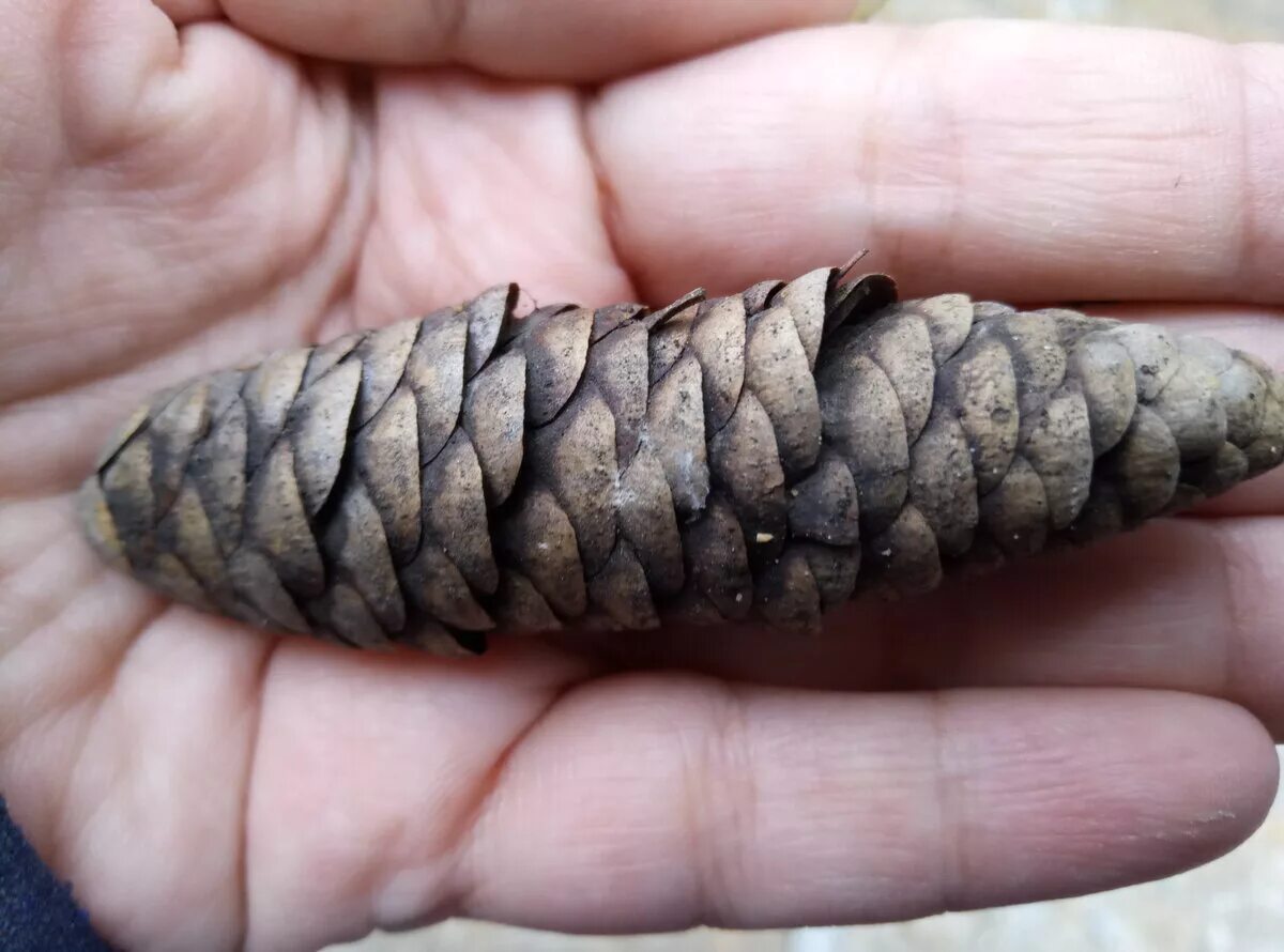 Кедр осенью. Шишки ели европейской опадающая. Мох и шишки. Плод падает шишка. Пиния шишки.