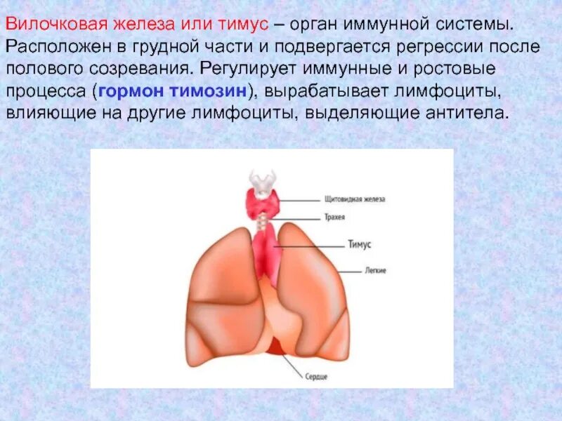 Вилочковая железа регулирует. Вилочковая железа тимус регулирует. Регулируется вилочковой железой?. Очковая железа тимус регулирует.