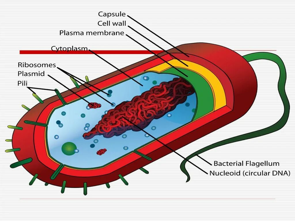 Бактериальная клетка. Состав бактерии. Прокариотическая. Обязательные компоненты бактериальной клетки.