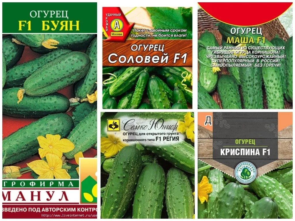 Какой сорт огурцов самый урожайный в открытом. Семена огурцов самые урожайные сорта. огурцы для теплицы сорта лучшие самоопыляемые. огурцы название. огурцы сорта высокоурожайные для открытого грунта средней полосы.