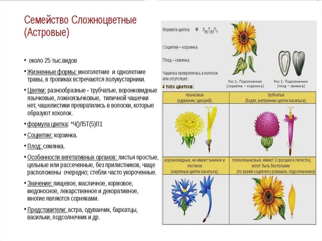 Багульник жизненная форма тип соцветия. Общая характеристика Сложноцветные растений 6 класс биология. Характеристика цветков сложноцветных. Характеристика семейства Сложноцветные 6 класс биология. Характеристика семейства Сложноцветные Астровые.