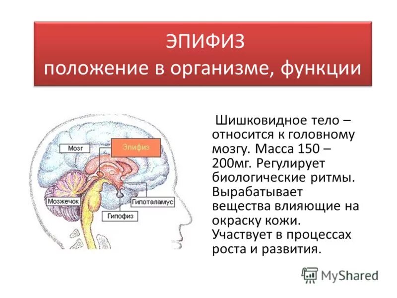 Эпифиз анатомия функции. Эпифиз строение и функции. Эпифиз строение и функции. Структура железы шишковидное тело. Эпифиз строение и функции.