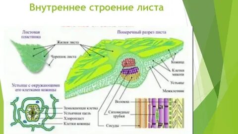 Строение листа проводящая ткань