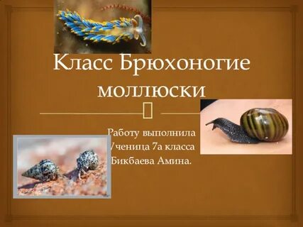Класс брюхоногие 7 класс