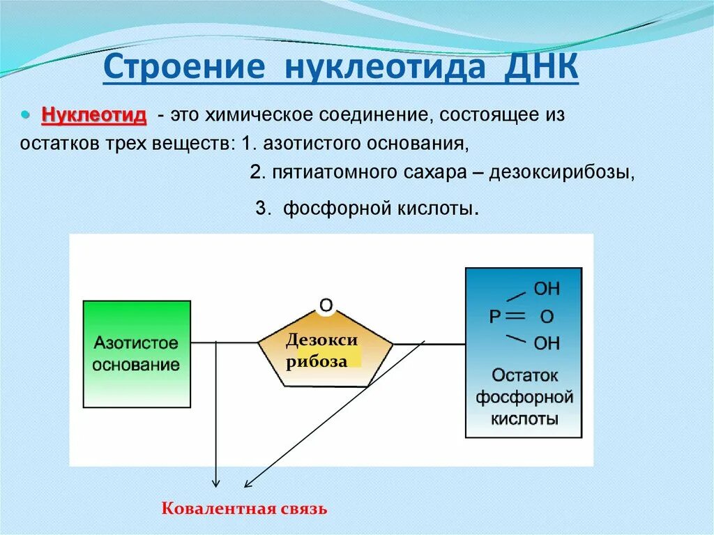 Схема строения нуклеотида ДНК. Нарисуйте строение нуклеотида ДНК. Строение нуклеотида ДНК И РНК. Строение нуклеотидов ДНК нуклеотид.