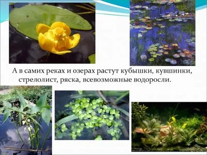 Кубышка кувшинка стрелолист