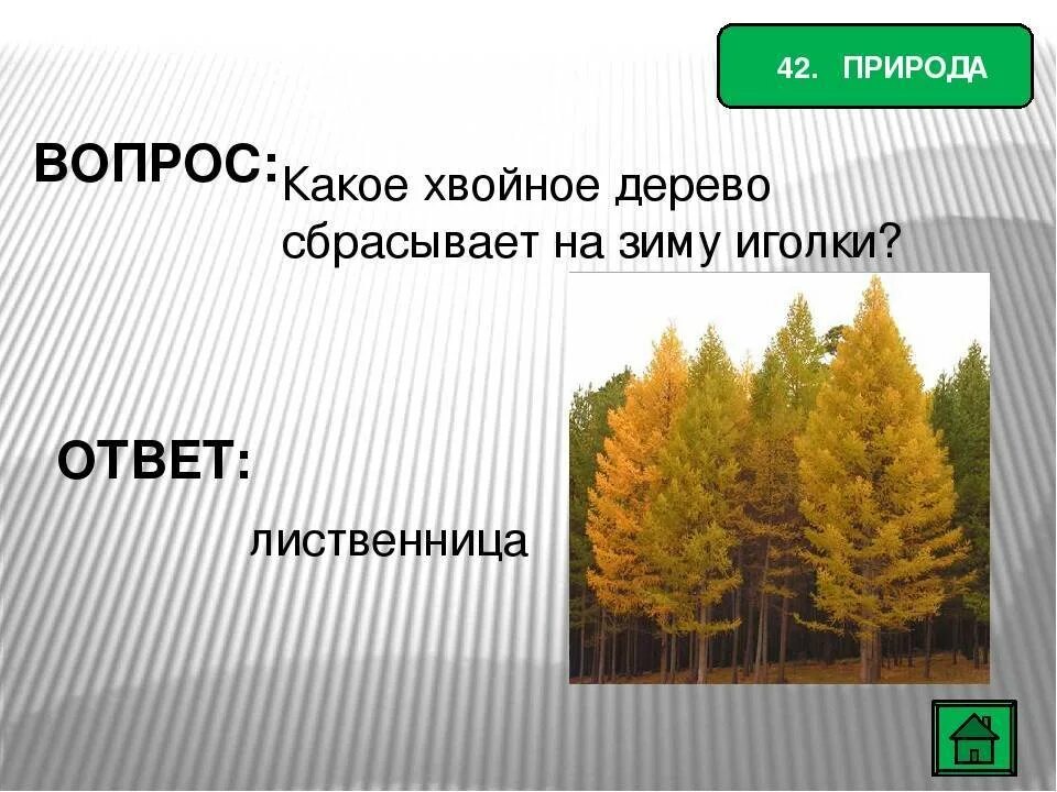 Хвойное сбрасывает иголки на зиму