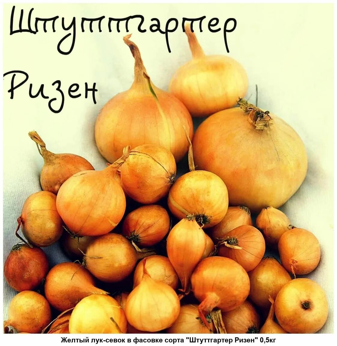 Лук севок сибирь. Лук-севок штутгартер ризен. севок штутгартен ризен. лук севок ризен. лук севок 1 кг штутгартер ризен.