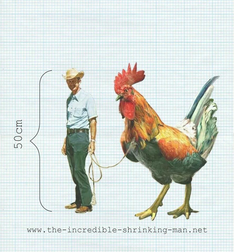Рост курицы. Курица с ростом человека. Куры с человека ростом. Средний рост курицы.