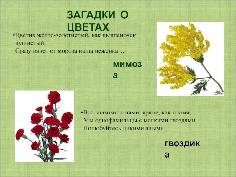 Головоломка растение. Загадки о цветах. Загадки про растения для детей. Загадка про цветочек. Загадки на тему цветы.