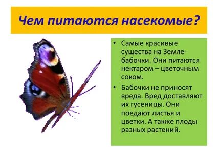 Бабочками выводом
