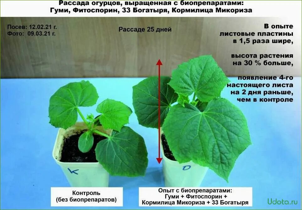 Когда посадить огурцы на рассаду в 2024. Рассада огурцов. Огурцы рассада. Рассада огурцов огурцов. Рассада огурцов бассада.