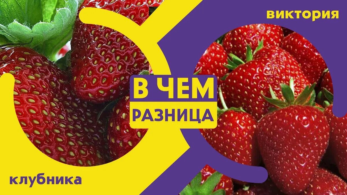 В чем разница между клубникой и земляникой: история происхождения и что полезнее