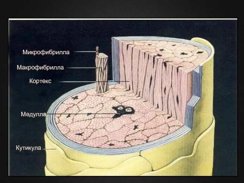 Целлюлозные микрофибриллы. Строение волоса Кортекс и кутикула. Строение волоса микрофибриллы. Микрофибриллы строение.