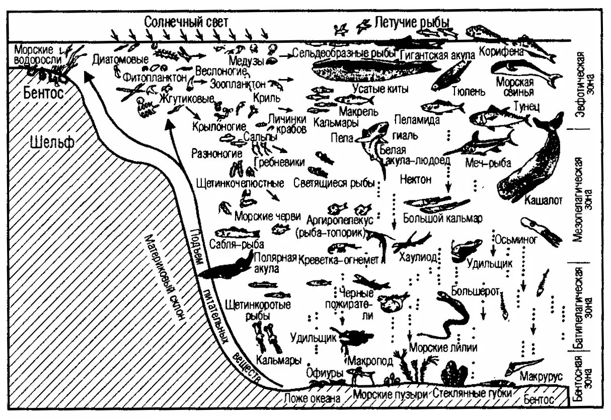 Зоны морского океана. Профиль океана и его обитатели (по н. н. Моисееву, 1983). Планктон Нектон бентос схема. Экологические группы планктон Нектон бентос. Зоны океана.