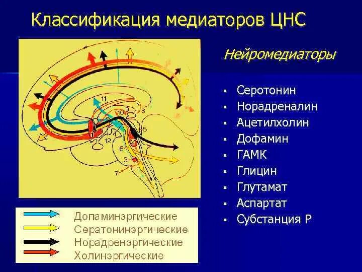 Серотонин в цнс. Нейромедиаторы классификация функции. нейромедиаторы цнс. классификация нейромедиаторов. классификация нейромедиаторов цнс.