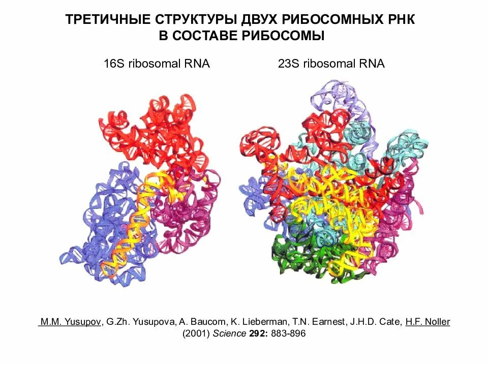 Какую функцию выполняют рибосомы рнк. Третичная структура рибосомной рнк. структура рибосомальной рнк. 16s рибосомная рнк. строение рибосомы рнк.