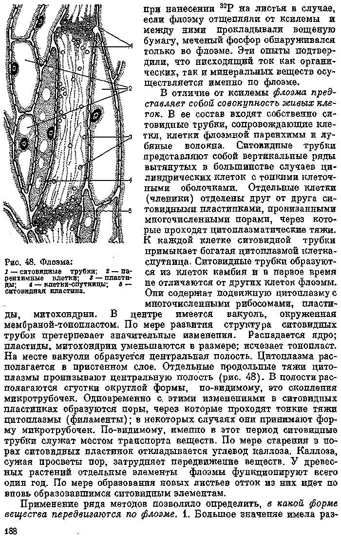 Ситовидные трубки растений. Гистогенез ситовидной трубки. Клетки флоэмы. Флоэма строение. Флоэма органические вещества