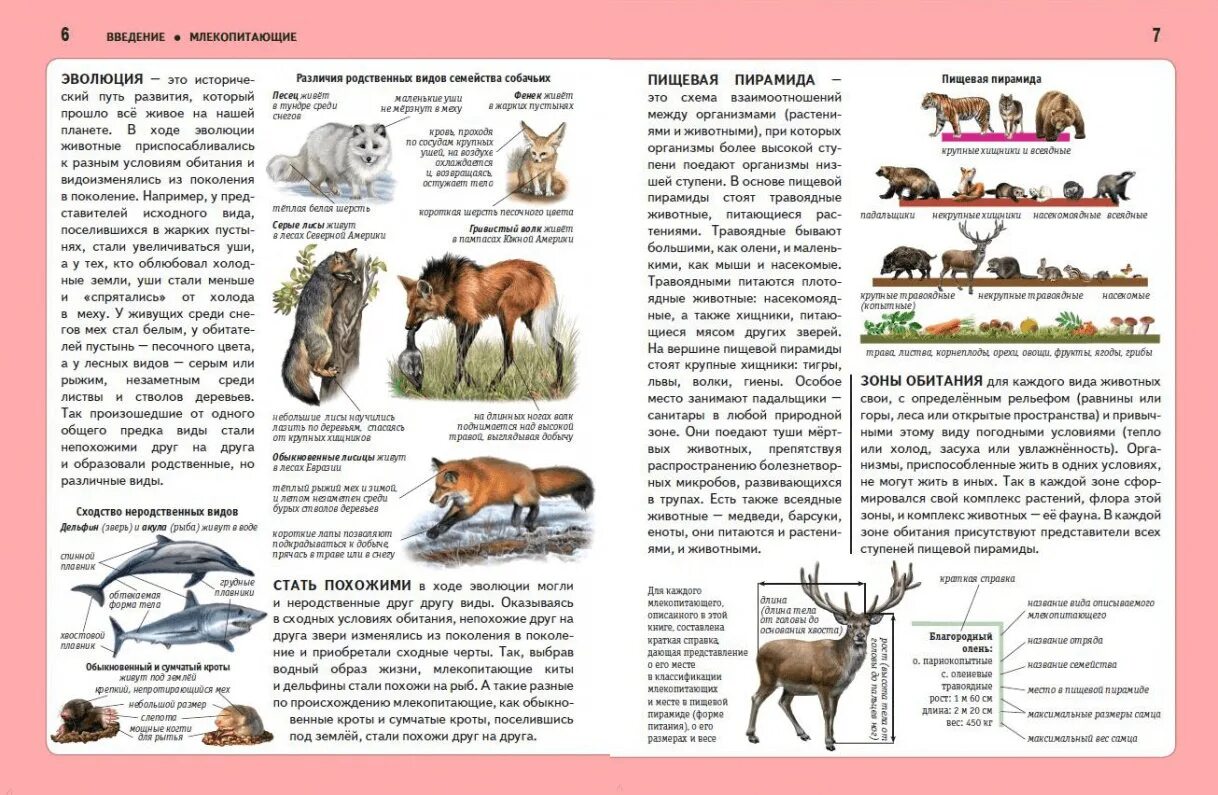 Описание животных средняя группа. Панорамные животные в книжках. Большая книга животных белый город.