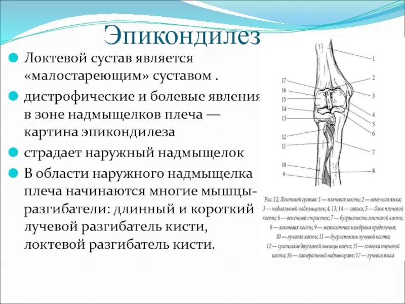 Локтевого мыщелка. Латеральный надмыщелок локтевого сустава. Медиальный надмыщелок локтевого сустава. Локтевой сустав анатомия болезни. Эпикондилита локтевого сустава рентгенограмма.