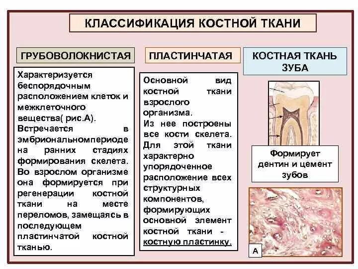 Структурные изменения ткани. Структурно-функциональная организация костных тканей. Грубоволокнистая соединительная ткань функции. Грубоволокнистая костная ткань костная ткань. Грубоволокнистая костная ткань функции.