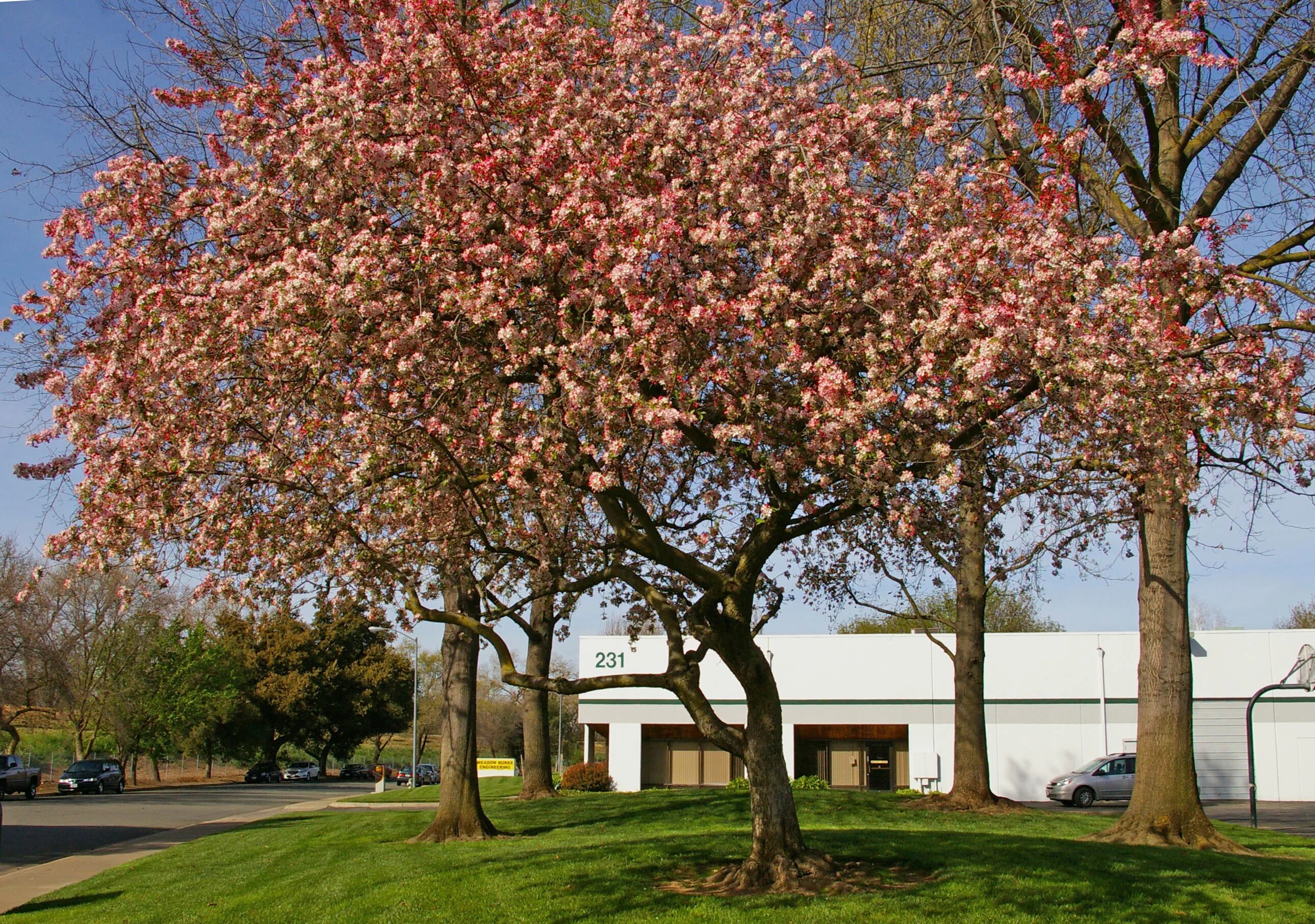 Яблоня обильноцветущая Malus floribunda. Яблоня декоративная флорибунда. Яблоня малус флорибунда. Яблоня флорибунда