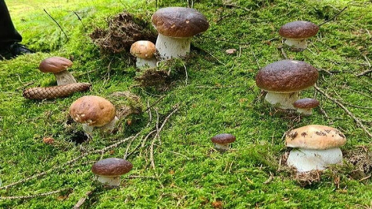 Сбор грибов 2023. Мега гриб. Тихе полювання на гриби. Фото Поляны среди Дубов.