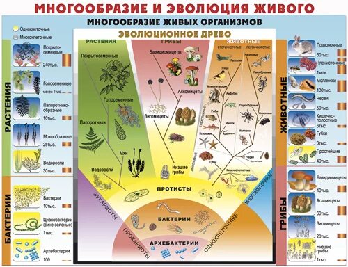 Эволюция схема. Эволюционное развитие живых организмов. Учебные плакаты по биологии.