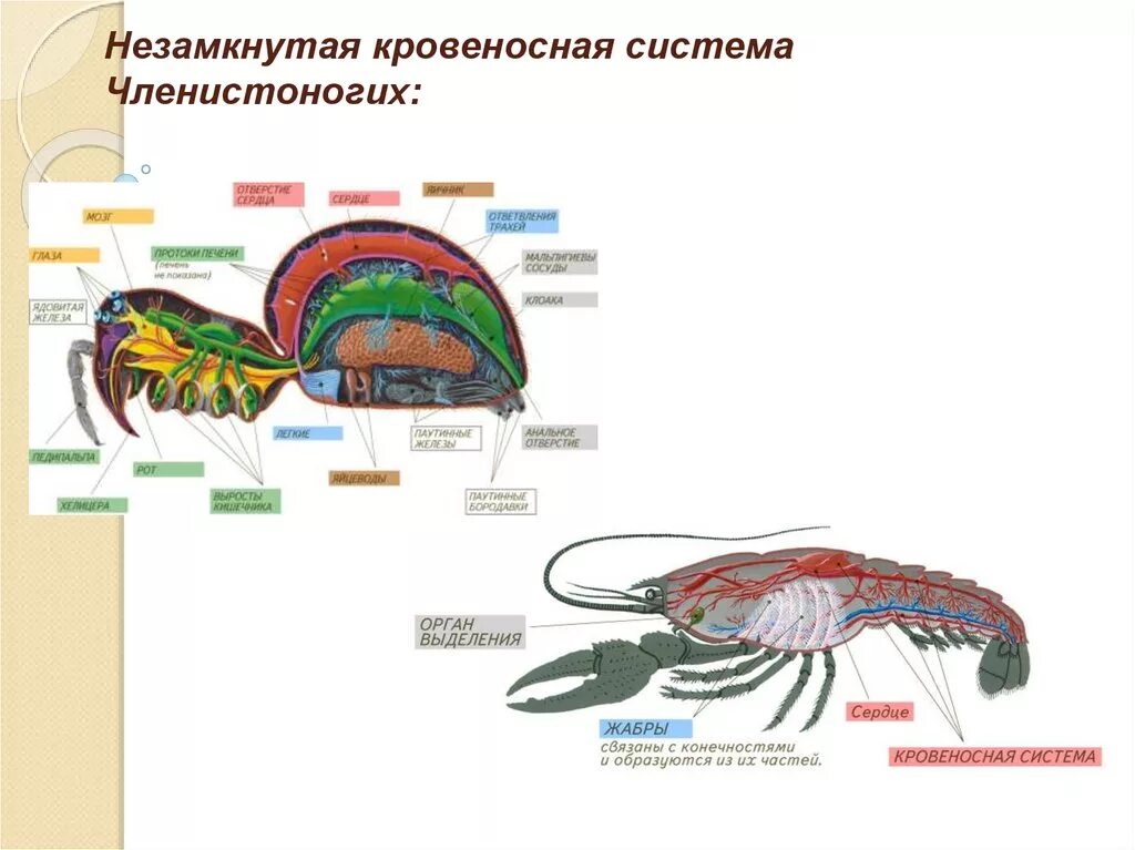 Незамкнутая кровеносная система у членистоногих. Кровеносная система членистоногих схема. Схема строения кровеносной системы членистоногих. Членистоногие насекомые кровеносная система. Незамкнутая кровеносная система представители