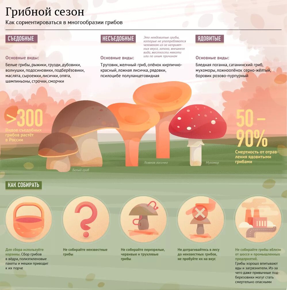 Триместр гриб. Памятка грибника съедобные и несъедобные грибы. Грибы инфографика. Памятка по сбору грибов. Сбор грибов инфографика.