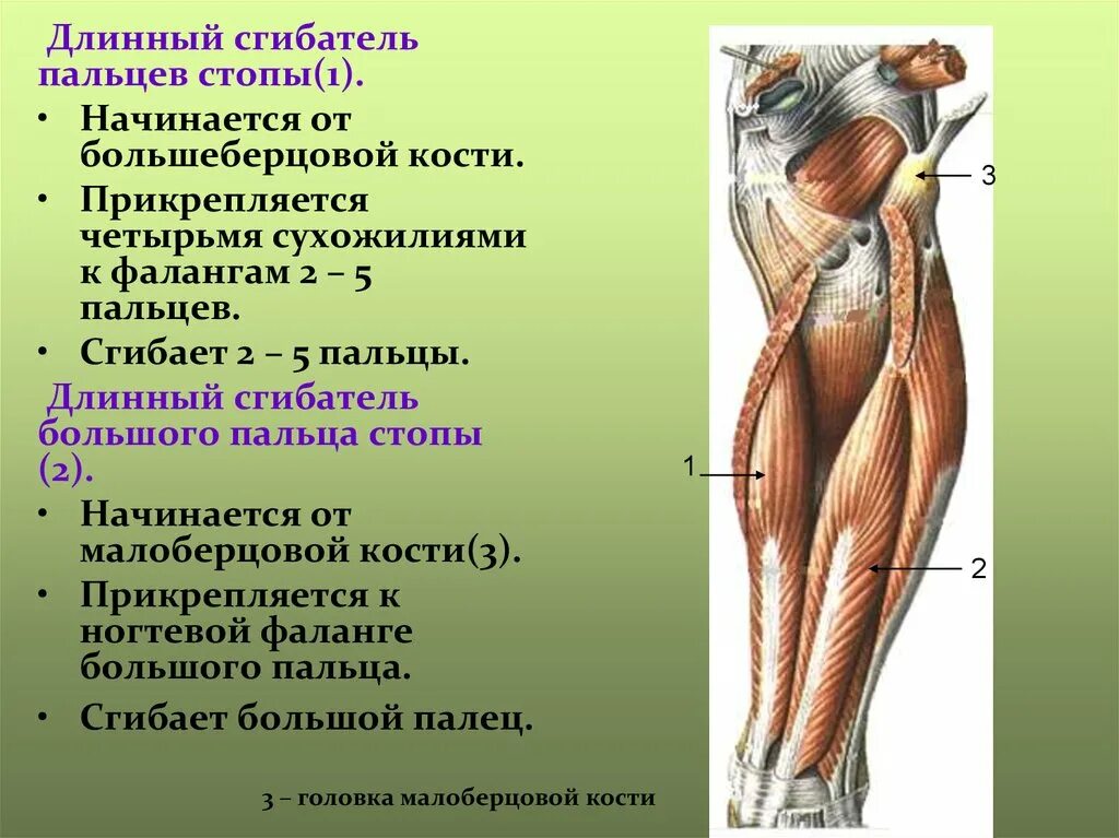 Функции нижних конечностей. Мышцы сгибатели нижних конечностей. Длинный сгибатель пальцев стопы. Мышцы сгибатели бедра анатомия. Мышцы верхних и нижних конечностей анатомия.