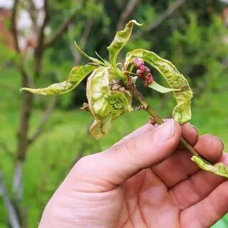 Чем опрыскать персик от курчавости