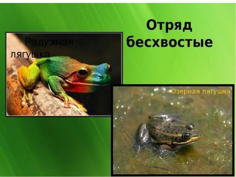 Бесхвостые отряд класса. Отряд бесхвостые земноводные. что такое бесхвостые в биологии. отряд бесхвостые это в биологии. отряд бесхвостые внешнее строение.