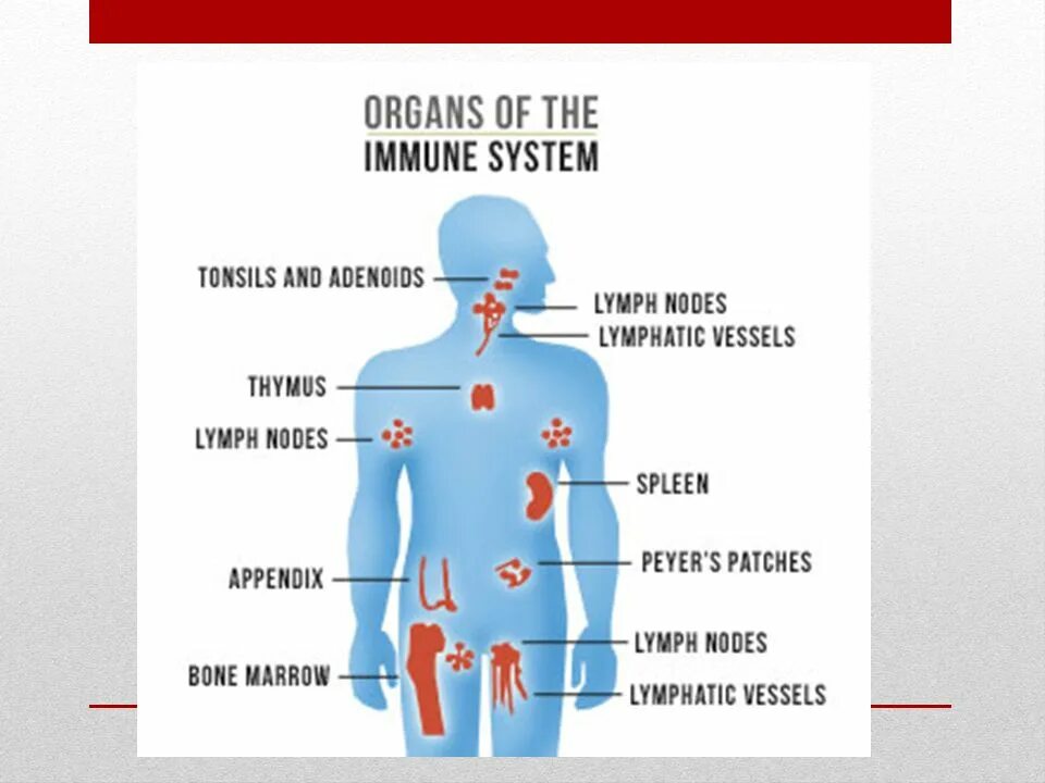 Иммунная система на английском. Immune System. Immune System functions. Immune System Thymus.