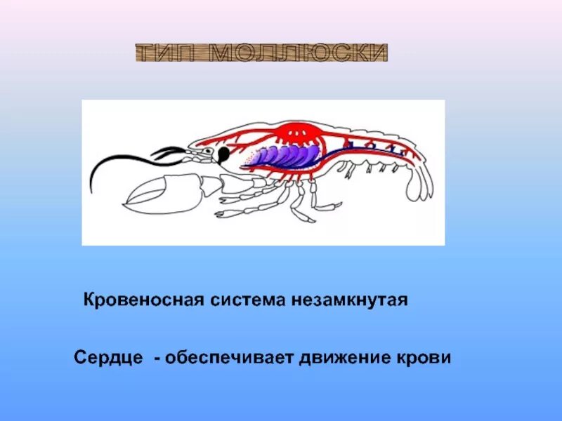 Презентация кровеносная система 8 класс биология. Кровеносная система кровь биология 7. кровеносная система кровь животных 7 класс. кровеносная система кровь 7 класс биология. типы кровеносных систем у животных.