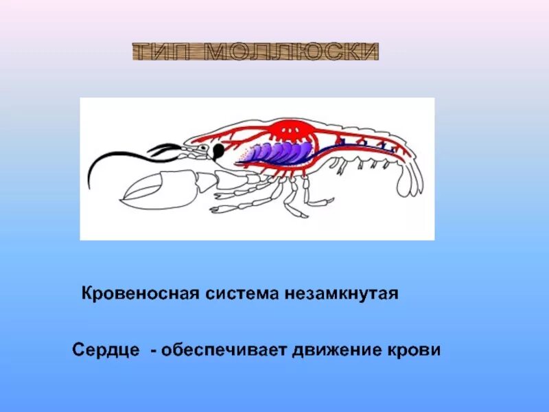 У каких беспозвоночных замкнутая кровеносная система. Кровеносная система кровь биология 7. Кровеносная система кровь 7 класс биология. Типы кровеносных систем у животных. Кровеносносная система.