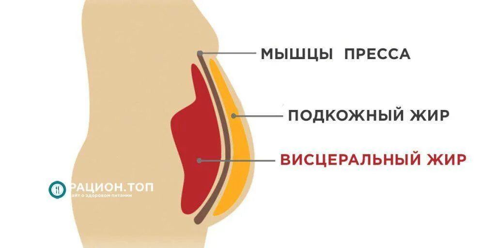 Подкожный и висцеральный жир. Висцеральный жир и подкожный жир разница. Висцеральный жир на животе схема. Висцеральный жир в брюшной полости.