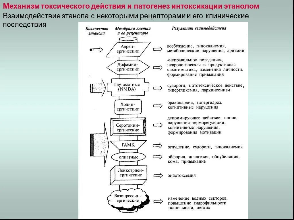 Механизм интоксикации. Патогенез алкогольного отравления. Патогенез алкогольной интоксикации. Механизмы токсичности этанола. Патогенез отравления этанолом.