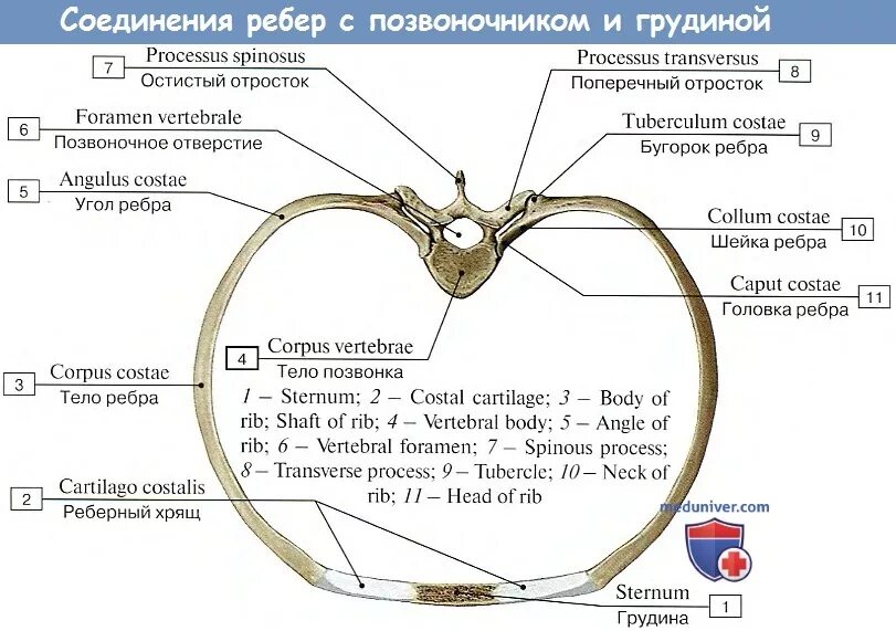 Ребро тип соединения. Соединение ребер с грудиной анатомия. Соединение ребер с позвоночником анатомия. Соединение ребер с позвонками и грудиной. Соединение ребра с грудным позвонком.