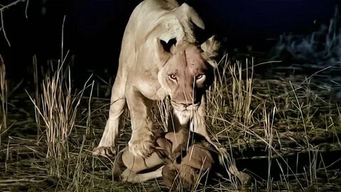 Wildlife documentary