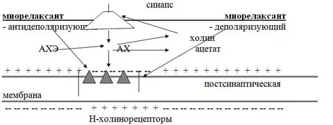 Механизм действия антидеполяризующих миорелаксантов