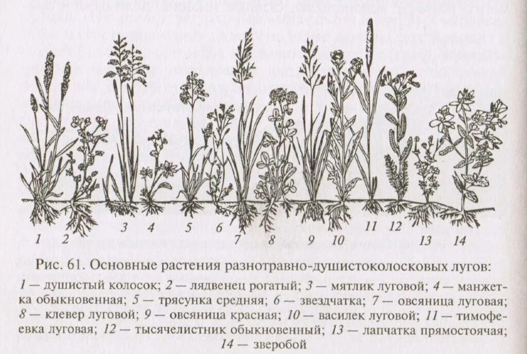 Злаковые кормовые растения. Злаковые сорные растения. Виды полевых трав. Виды луговых трав. Типы луговых растений