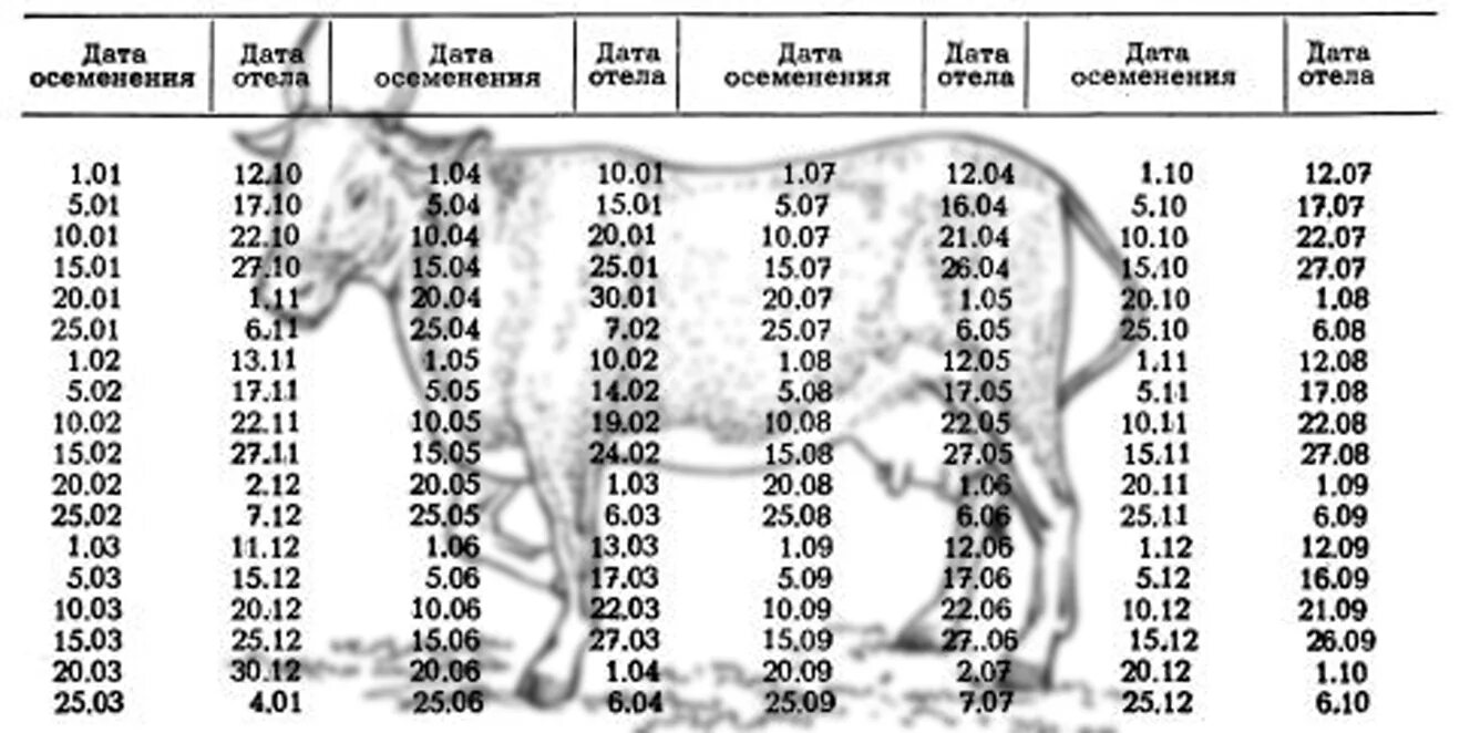 График осеменения и отела коров. Таблица осеменения и отела коров. Таблица отела коров по дате осеменения. Календарь стельности коров таблица отела у коровы. Через сколько дней 18 мая